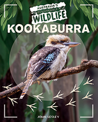 Kookaburra